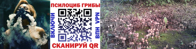 Купить закладки  Медынь  Псилоцибиновые грибы Cubensis 